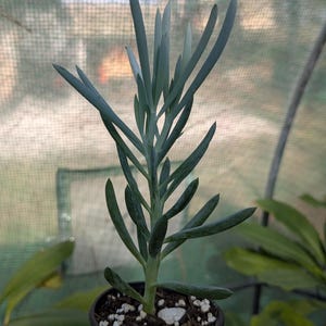 May include: A small potted succulent plant with long, slender, blue-green leaves. The plant is in a black pot with white pebbles on the soil. The background is a blurred view of a greenhouse.