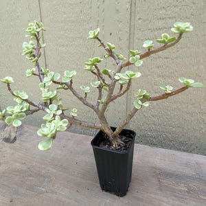 May include: A Portulacaria afra variegata plant, also known as a variegated elephant bush, with light green and cream-colored succulent leaves on woody brown stems, planted in a small, square, black plastic nursery pot with visible soil.