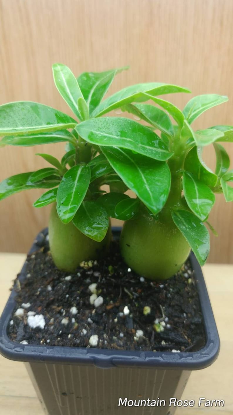 Desert rose Adenium seedlings Ships with Free Heat Pack 2 plants blooms white