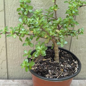 May include: A jade plant with small, rounded, fleshy green leaves and a woody stem, potted in a brown plastic container filled with dark soil and wood mulch. The plant features multiple branching stems extending outward from the central trunk.