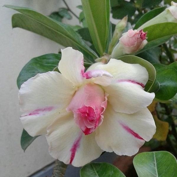 Desert rose plant,Adenium obesum, live succulent that will bloom double cream color flowers , bonsai, stunning gift idea,desert rose plant