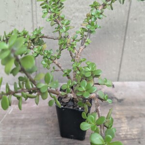 May include: A small Portulacaria afra plant, commonly known as elephant bush, featuring numerous fleshy, rounded green leaves on woody, branching stems. The succulent is potted in a simple, square black plastic container filled with dark soil.