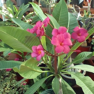 May include: A pink plumeria plant with multiple flowers in a green pot. The plant has long, green leaves and a brown stem.