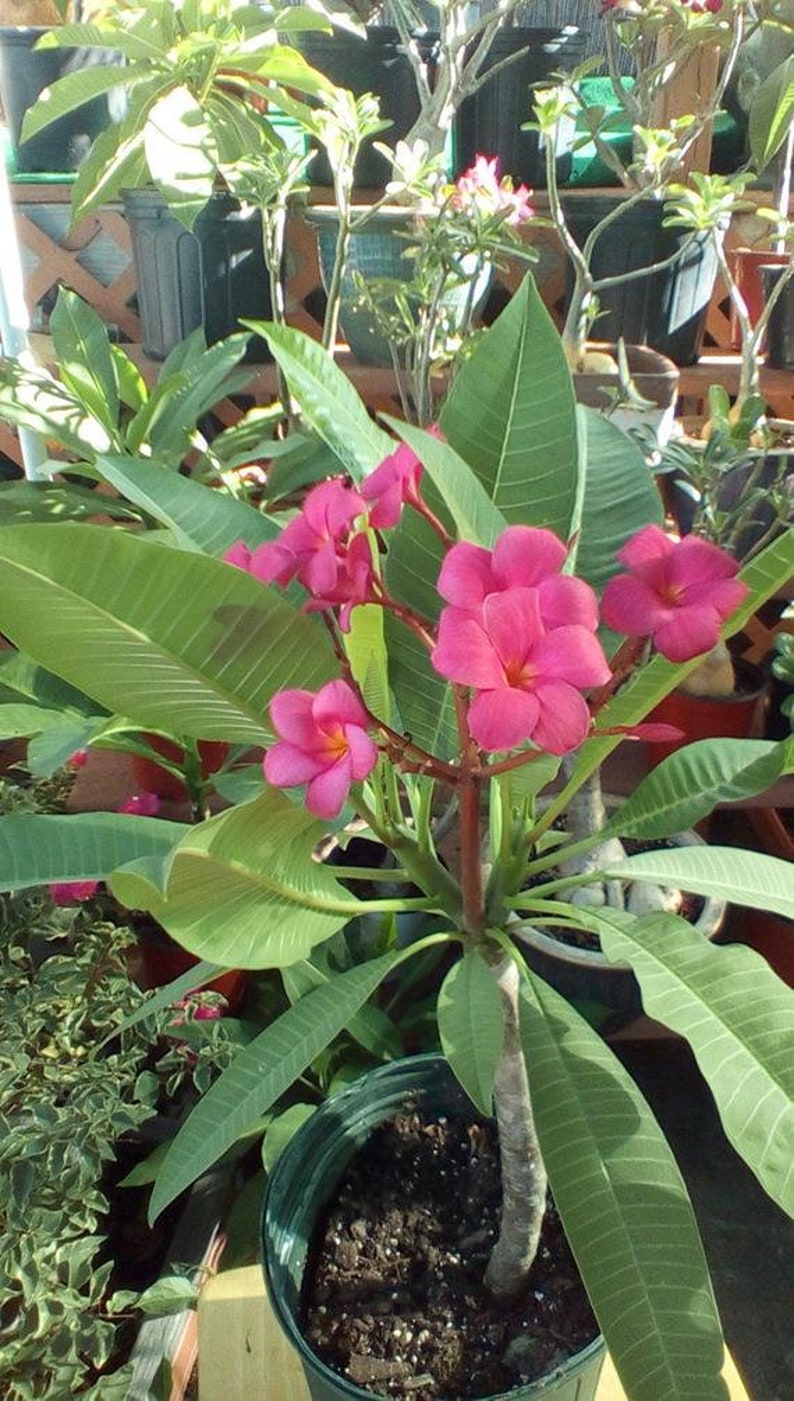 May include: A pink plumeria plant with multiple flowers in a green pot. The plant has long, green leaves and a brown stem.
