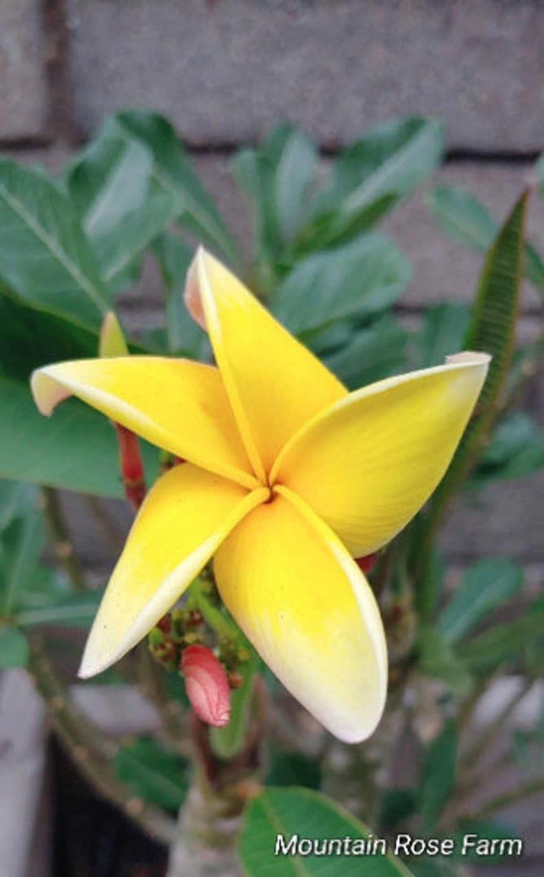 Plumeria plant rooted beautiful deep lush tropical foliage Etsy