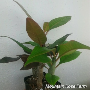 Plumeria Three plants free shipping