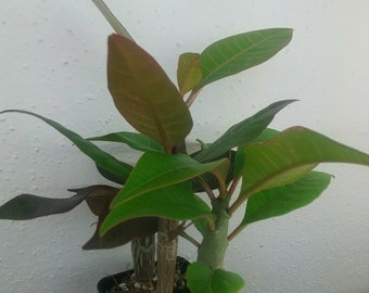 Plumeria Three plants free shipping