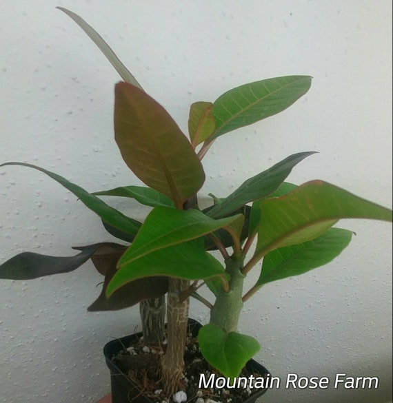 Plumeria Three plants free shipping