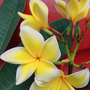 May include: Close-up of yellow and white plumeria flowers with green leaves against a red background. The flowers have five petals each and are arranged in a cluster. The text "Mountain Rose Farm" is visible at the bottom of the image.