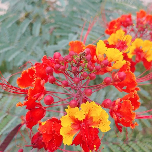 Orgullo de las plantas de Barbados, ¡las favoritas de los amantes de las plantas!