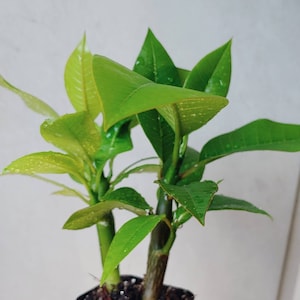 May include: A close-up of a small potted plant with vibrant green leaves. The leaves have water droplets on them, and the plant is in a black plastic pot. The text "Mountain Rose Farm" is visible at the bottom right.