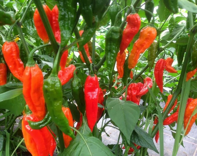 Hot Head Collection 4 Hot Pepper Organic Live Plants