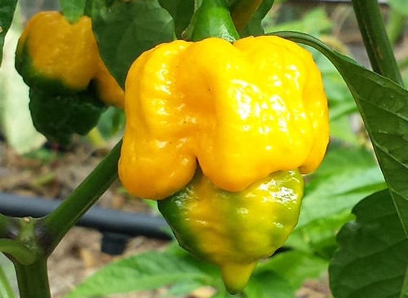 Carolina Reaper Yellow Hot Pepper Organic Non-GMO 24 Seeds