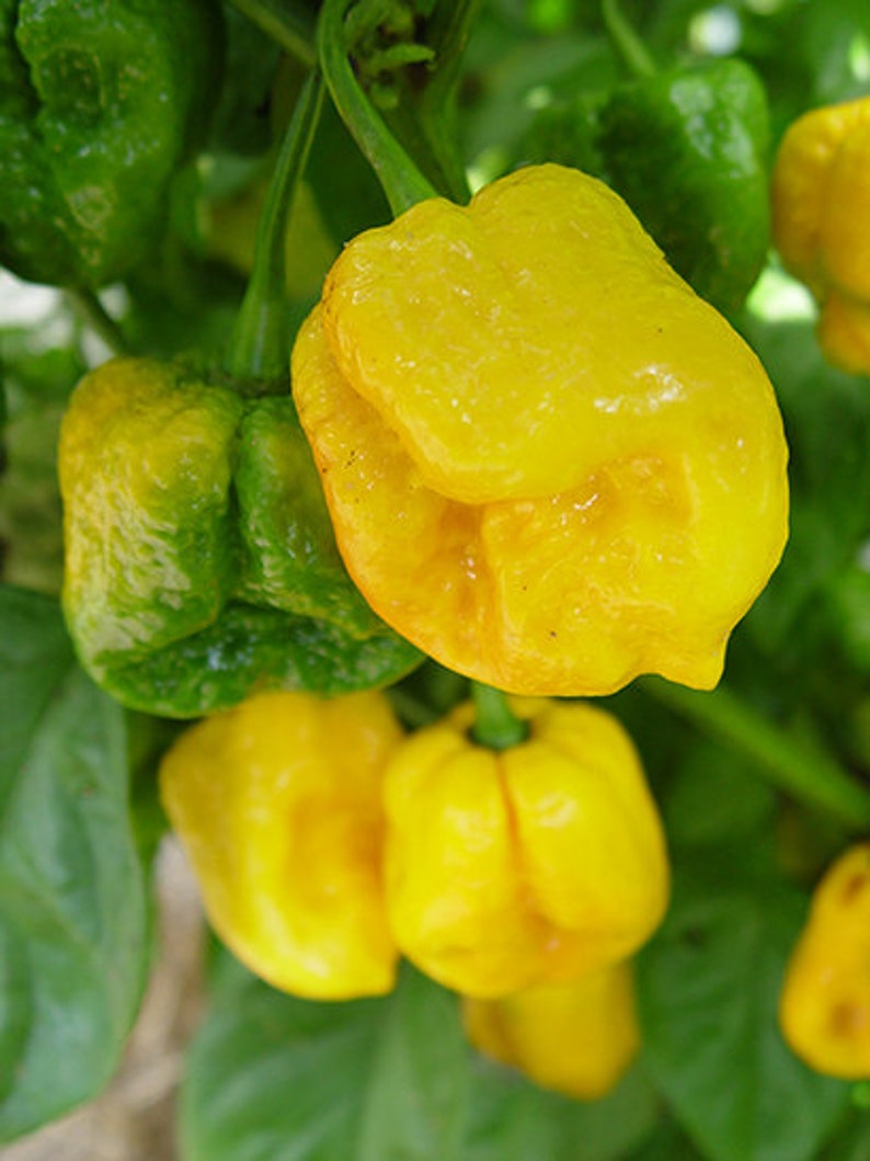 Trinidad Moruga Scorpion Yellow Hot Pepper Organic Non-GMO 24 Seeds