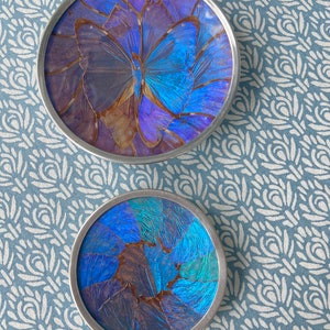 Beautiful Set of Two Butterfly Wing Plates Form South America