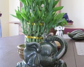 Jumbo Size Elephant Ceramic Vase with 3 Tier 4 quot 6 quot 8 quot Quality Lucky Bamboo Plant (FREE SHIPPING)