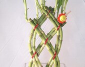 Live 8 Braided Style Lucky Bamboo Plant with glass Vase Arrangement