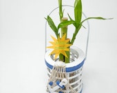 Lucky Bamboo - and decorative pot (Free shipping)