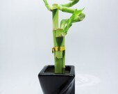 Live 3 Style Lucky Bamboo Plant Arrangement w Piano Paint Black Ceramic Pot (FREE SHIPPING)