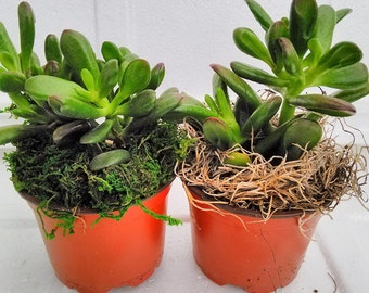 Large Jade Plant Etsy - two large jade plant with moss crassula ovuta 4 free shipping