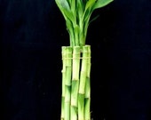 Jm Bamboo 10 Stalks of 8 Inches Straight Lucky Bamboo for Gifts or Fengshui (FREE SHIPPING)