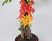 5 Money Tree Plants Braided Into 1 Tree -Pachira Chinese Vase Design Simbolize Fortune (FREE SHIPPING)