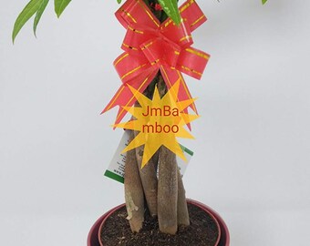Money Tree Etsy - 5 money tree plants braided into 1 tree pachira chinese vase design simbolize fortune free shipping