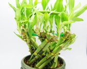 Live Spiral Large Basket Style Lucky Bamboo Plant Arrangement w Green Round Ceramic Vase Total 20 Bamboo Gift (FREE SHIPPING)