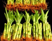 100 Stalks Of 4 Inch Straight Lucky Bamboo (FREE SHIPPING)