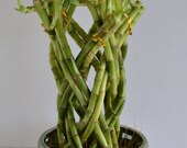 Lucky Bamboo Dragon design 10 39 39 tall set with a handmade ceramic vase (FREE SHIPPING)