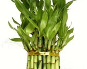 3 Tier 4 quot 6 quot 8 quot Top Quality Lucky Bamboo For Feng Shui (Total About 38 Stalks) (FREE SHIPPING)
