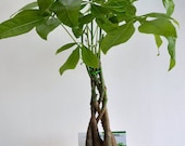 5 Money Tree Plants Braided into 1 Tree -Pachira-4 quot clay pot for better growth between 10-12 inches tall (FREE SHIPPING)
