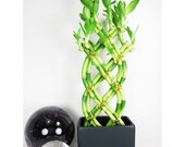 Live 8 Braided Style Lucky Bamboo Plant Arrangement with Dark Blue Vase (FREE SHIPPING)