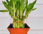 2 Tier Lucky Bamboo - 6 quot 4 quot Lucky Bamboos in 2 Tiers - Feng Shui- With 5 quot Vase Color Coconut (FREE SHIPPING)