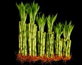 60 Stalks of Straight Lucky Bamboo (20x4 quot , 20x6 quot and 20x8 quot ) (FREE SHIPPING)
