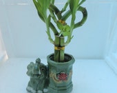 Live 3 Style heart Lucky Bamboo Plant Arrangement with Ceramic elephant Vase (FREE SHIPPING)