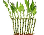 8 Straight Lucky Bamboo Bundle of 20 Stalks