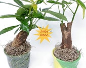 2-Money Tree - Good Fortune ceramic vase PM 451