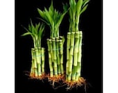 30 Stalks of Straight Lucky Bamboo (4 quot x10 Pcs 6 39 x10 Pcs 8 quot x10 Pcs) (FREE SHIPPING)