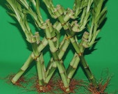 Lucky Bamboo-3 Tier Pyramid 6 39 39 8 39 39 10 39 39 TOP Total About 18 Stalks 12 Inches Tall (FREE SHIPPING)