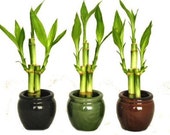 3 Colors Bamboo Style Mini Ceramic Vases and total 9 Stalks of Lucky Bamboo (FREE SHIPPING)