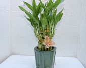 Live 2 Layer Cake Lucky Bamboo Plant Arrangement w butterfly Handmade Ceramic Pot green color 20 stalk (FREE SHIPPING)