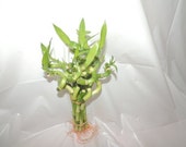 Lucky Bamboo 4 39 39 in. Spiral 10 Stalks (FREE SHIPPING)