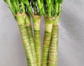 5-stem of 24 quot Hydra Lotus Lucky Bamboo (FREE SHIPPING)