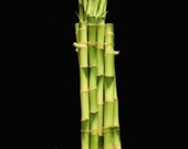 10 Stalks Of 10 Inch Straight Lucky Bamboo For Feng Shui Or Gifts (FREE SHIPPING)