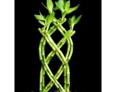 1 Set of Fence ( Palm or Trellis) Lucky Bamboo for Feng Shui or Gifts (FREE SHIPPING)