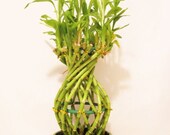 Live Large Pineapple Style Lucky Bamboo Plant Arrangement w Green Ceramic Pot 18 stalk (FREE SHIPPING)