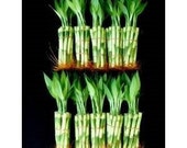 100 Pieces of 6 Inches Straight Lucky Bamboo (FREE SHIPPING)