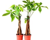 Two Money Tree 5 Plants Braided Into Pachira Tree