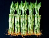50 Stalks (5 Bundles) of 8 Inches Straight Lucky Bamboo Plants (FREE SHIPPING)
